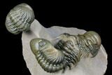 Stunning Crotalocephalina & Reedops Trilobite Association #175054-3